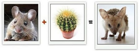 math-addition-cactus.jpg